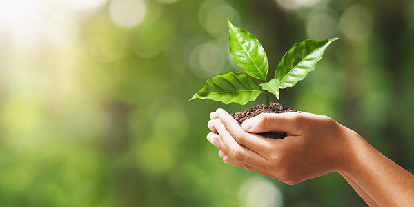 person holding a small plant - sustainability